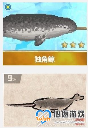 潜水员戴夫独角鲸怎么捕捉_wishdown.com