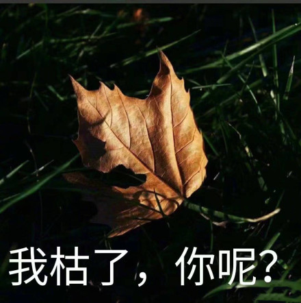 我枯了你呢表情包